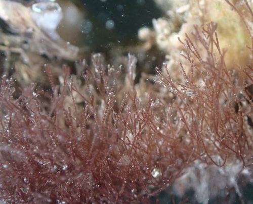 Gayliella flaccida observed 2022-06-15