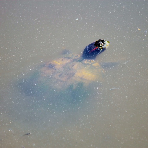 iNaturalist observation photo of Red-eared Slider