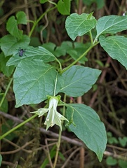 Jaltomata viridiflora