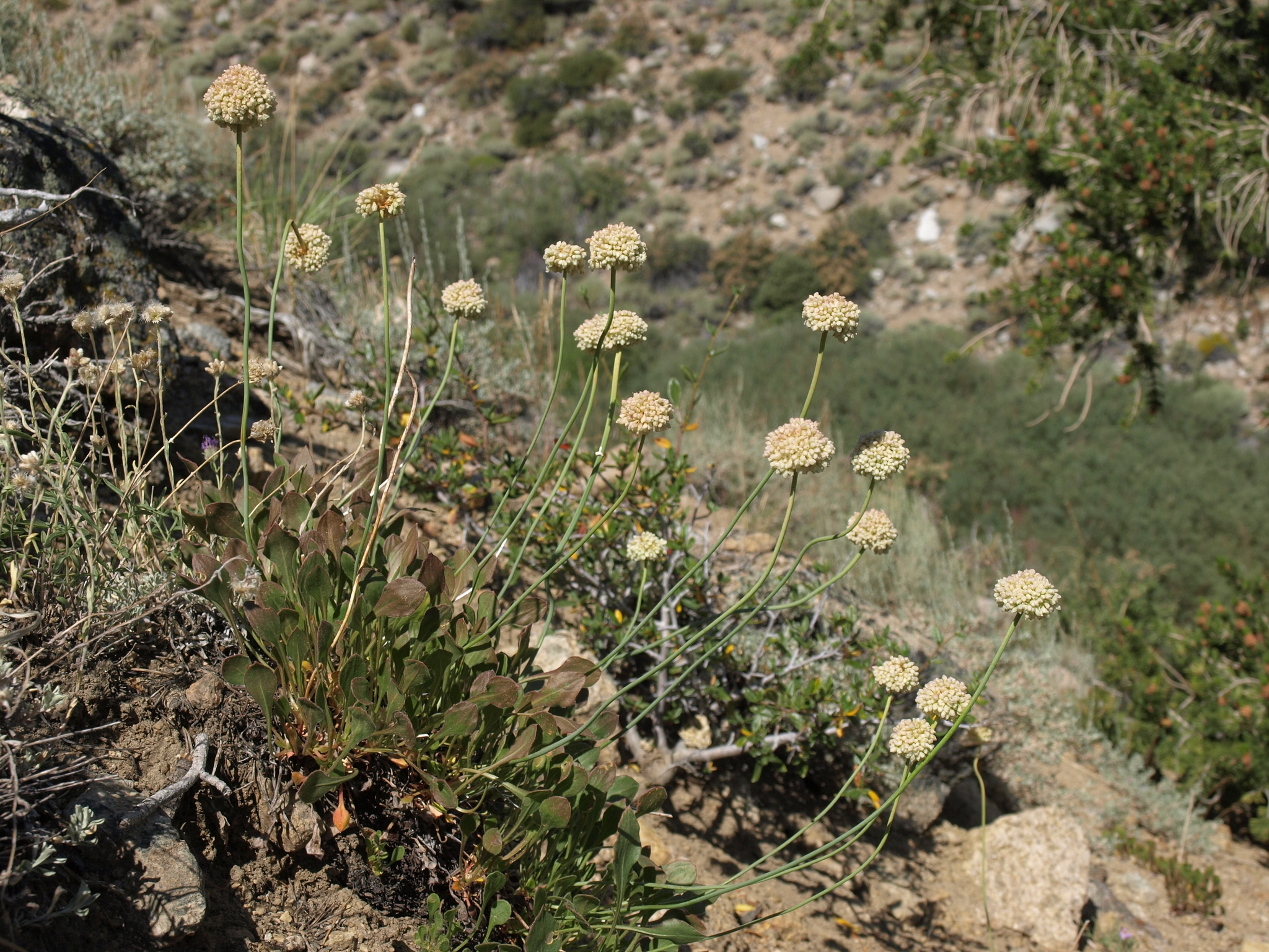 Eriogonum latens