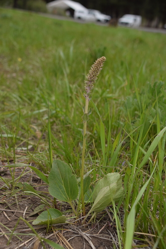 Image of Veronica rubra by (c) Mitch Van Dyke, some rights reserved (CC BY)