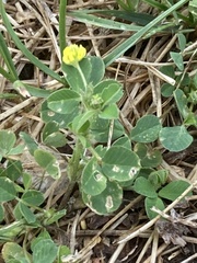 Medicago lupulina