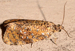 Olethreutes astrologana