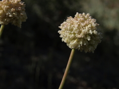 Eriogonum latens