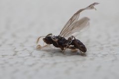 Tetramorium atratulum