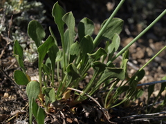 Eriogonum latens