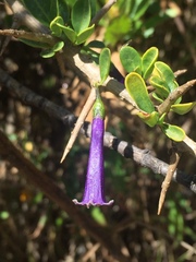Dunalia