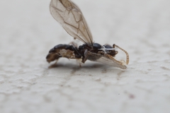 Tetramorium atratulum