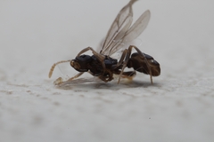Tetramorium atratulum