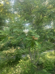 Magnolia