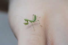 Hierodula tenuidentata