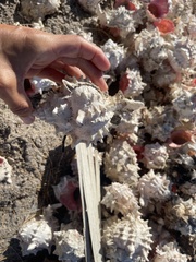 Phyllonotus erythrostomus