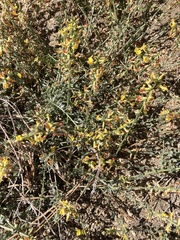 Acmispon argophyllus argophyllus