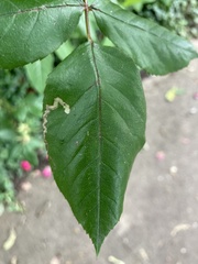 Stigmella anomalella