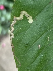 Stigmella anomalella