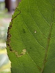 Stigmella anomalella