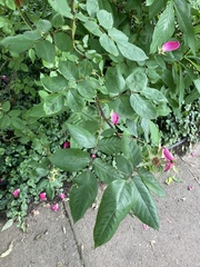 Stigmella anomalella