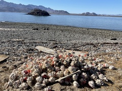 Phyllonotus erythrostomus