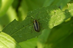 Trirhabda adela