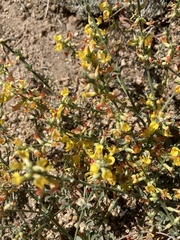 Acmispon argophyllus argophyllus