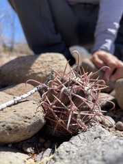 Ferocactus emoryi rectispinus