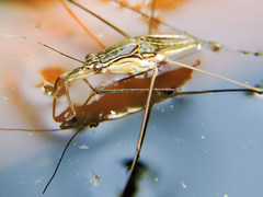 Limnogonus