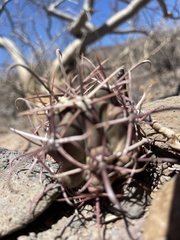 Ferocactus emoryi rectispinus