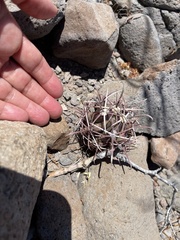 Ferocactus emoryi rectispinus