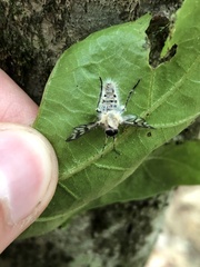 Entomophthoraceae