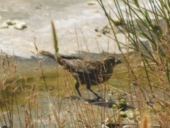 Agelaius phoeniceus