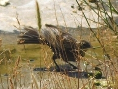 Agelaius phoeniceus