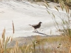Agelaius phoeniceus