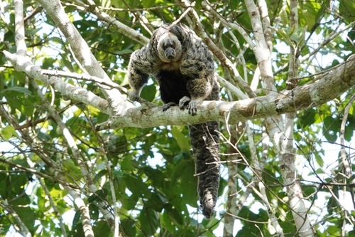 Equatorial Saki (Pithecia aequatorialis) — Least Concern Mammalia