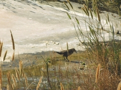 Agelaius phoeniceus