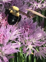 Bombus griseocollis