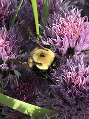Bombus griseocollis