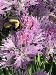 Bombus griseocollis