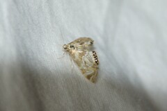 Petrophila canadensis