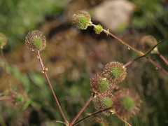 Geum macrophyllum perincisum