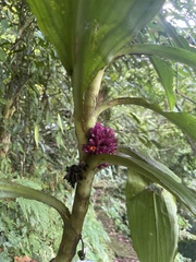 Amischotolype hispida