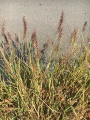 Poaceae