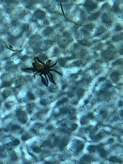 Araneae