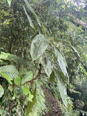Amischotolype hispida