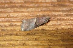 Acrobasis demotella
