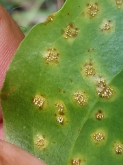 Puccinia smilacis