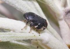 Clastoptera lineatocollis