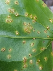 Puccinia smilacis