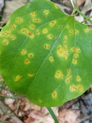 Puccinia smilacis