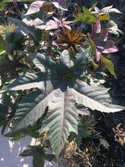 Ricinus communis
