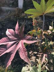Ricinus communis